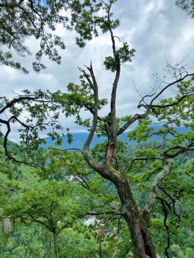 Achela'S Guesthouse Borjomi Ngoại thất bức ảnh