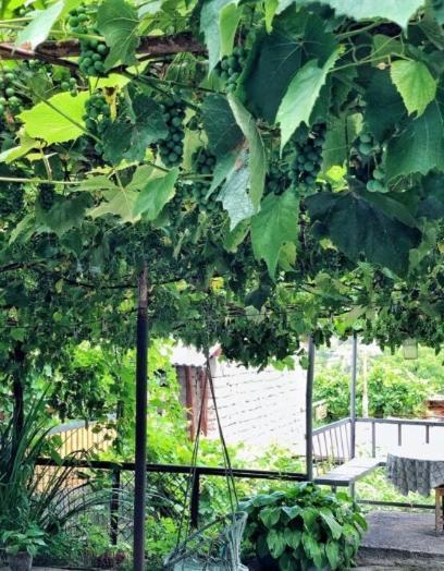 Achela'S Guesthouse Borjomi Ngoại thất bức ảnh